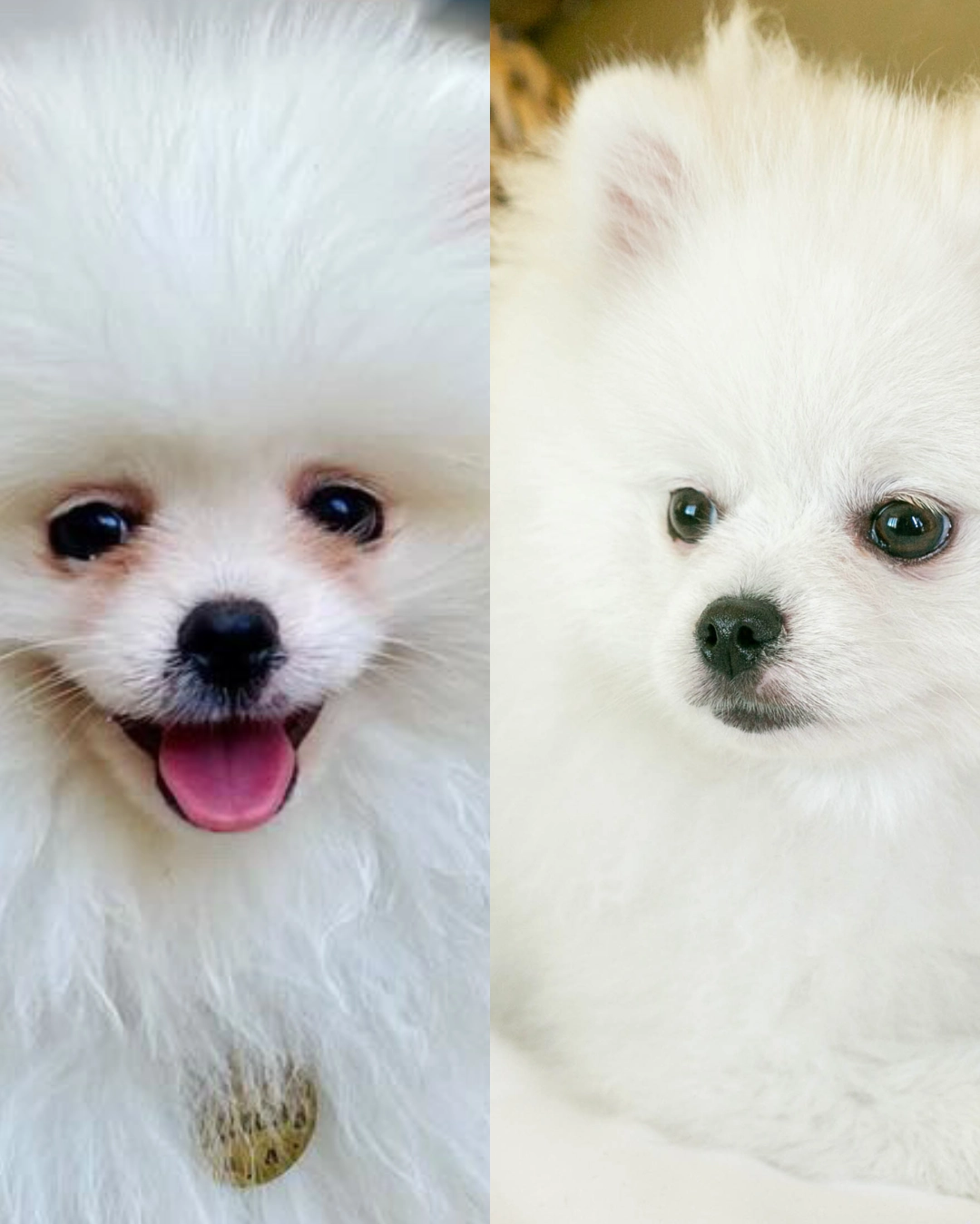 Masco Beauty Power Eyes Ögonrengöring för hund – Mot tårfläckar