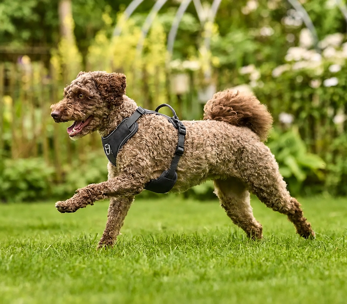 Active Pro Comfort Harness, Antracit