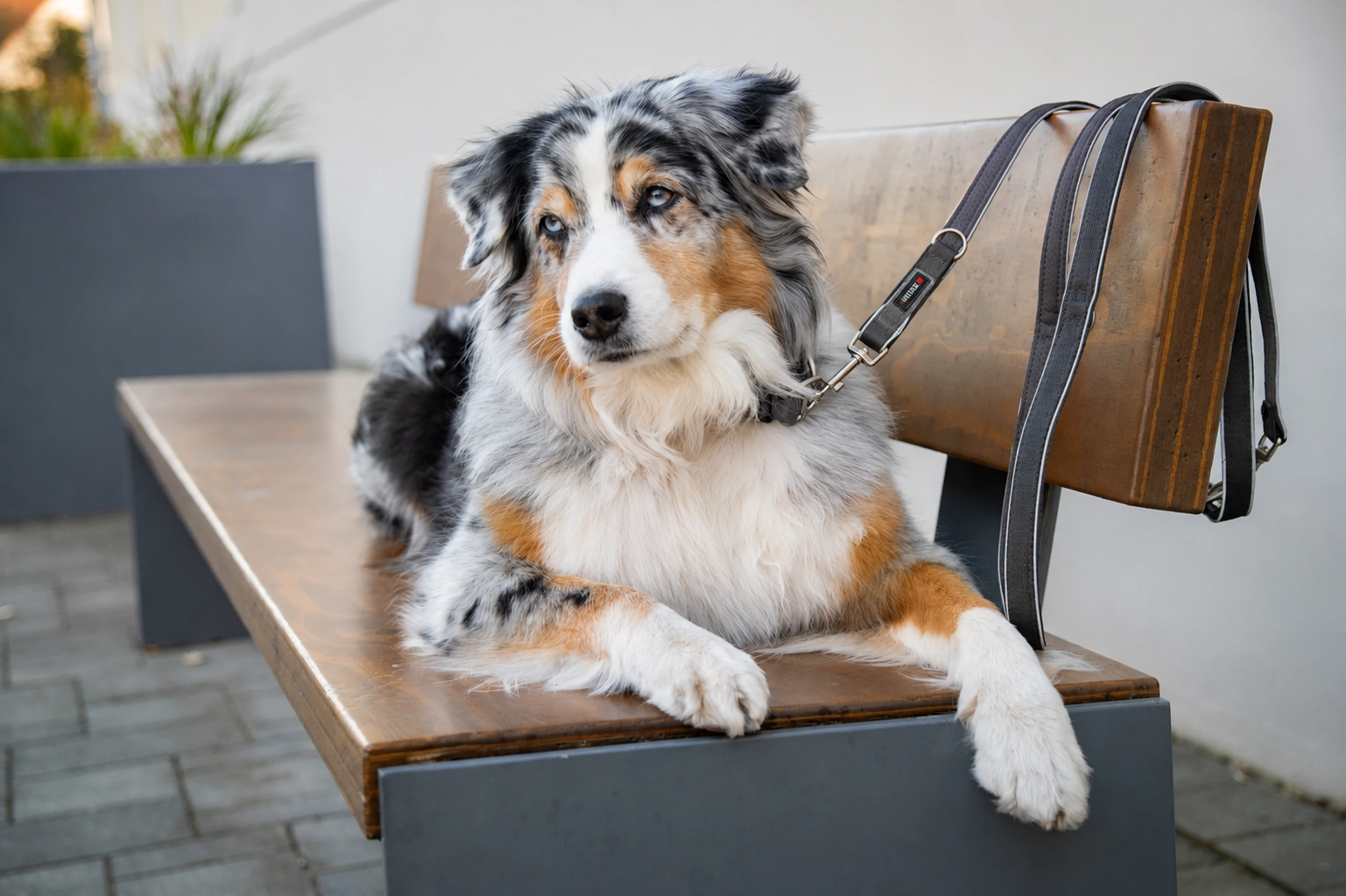 Active Pro Comfort hundkoppel 2m Antracit