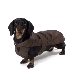 Waterproof Dachshund Coat Detachable Padding Brown