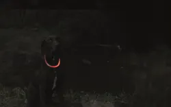 Flash Light Ring USB Multicolor – LED-halsband för hund