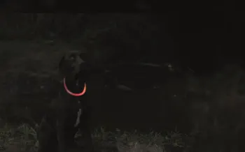 Flash Light Ring USB Multicolor – LED-halsband för hund
