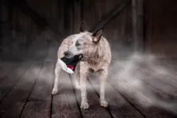 Hundleksak Halloween Barky Bite