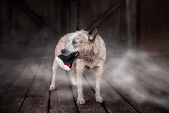 Hundleksak Halloween Barky Bite