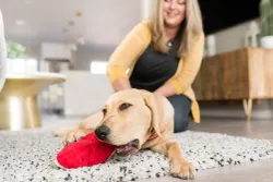 Wagging Watermelon Hundleksak