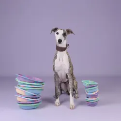 Interactive Dog Lick Bowl Blueberry – Slow Feeder & Slickskål