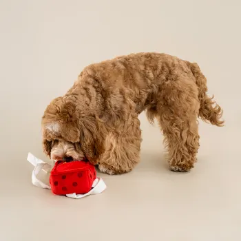 Gift Box Dog Squeaky & Crinkle Snuffle Toy