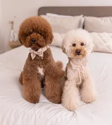Floofs and Cookies Mauve Bow-Tie