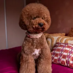 Floofs and Cookies Mauve Collar