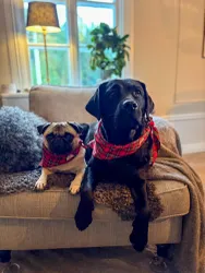 Jackie Scarves Skotte
