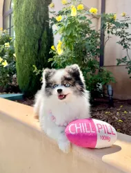 Hundleksak Chill Pill XL