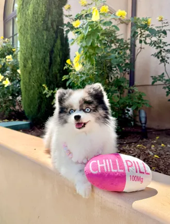 Hundleksak Chill Pill XL