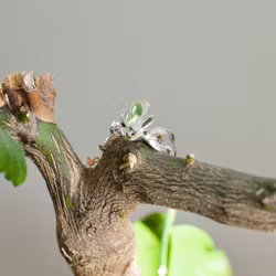 Swan Lake Ring