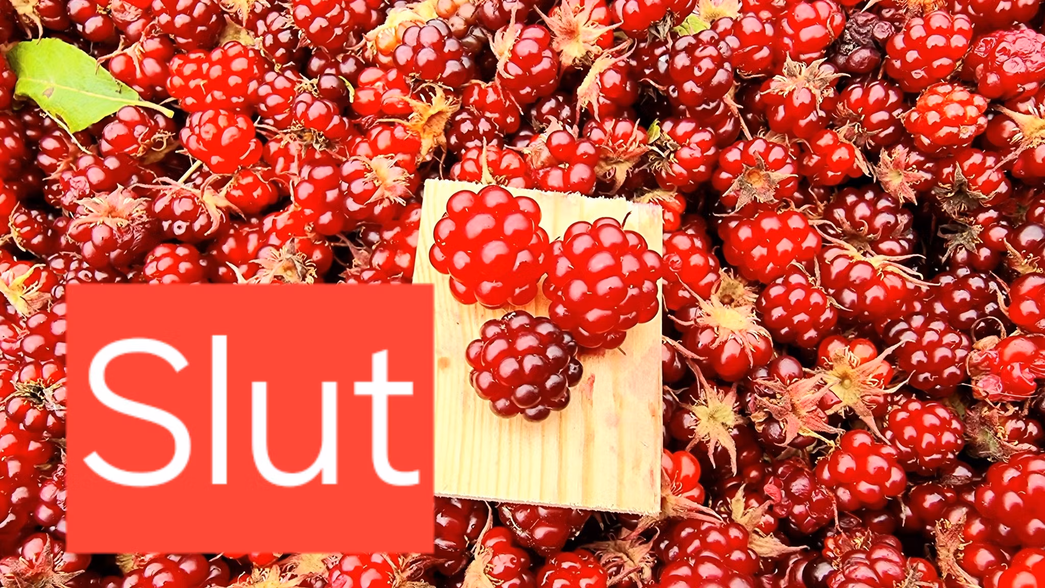 Allåkerbär (pälor)