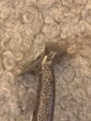 Flanged Niblick nr 698 Maxwell