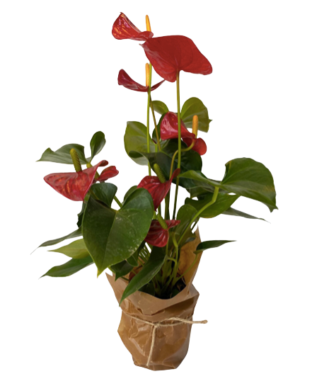 Säsongens blommande krukväxt - stor