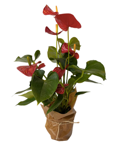Säsongens blommande krukväxt - stor