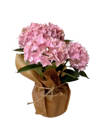 Säsongens blommande krukväxt - liten