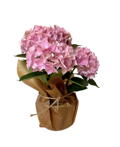 Säsongens blommande krukväxt - liten