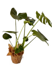 Seasonal greenery - large