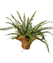 Seasonal greenery - small