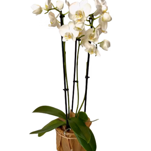 White orchid