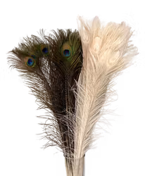 Peacock feather - white / color