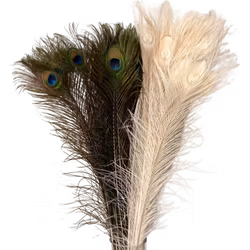 Påfågelfjäder - vit/färg