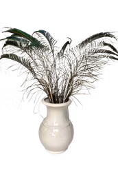 Peacock feather - oblique