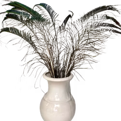 Påfågelfjäder - sned