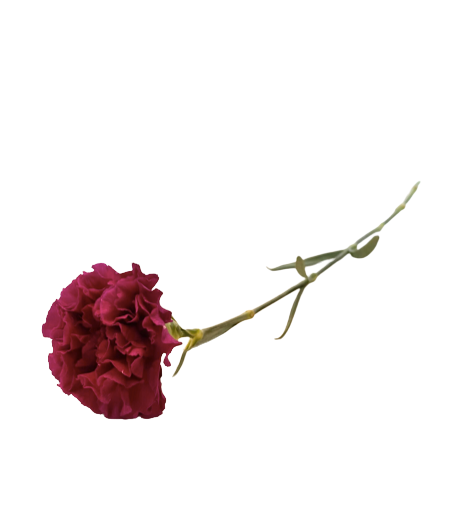 Single carnation