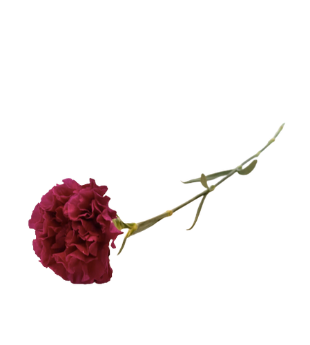 Single carnation