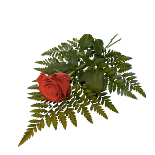 Rose on leaf