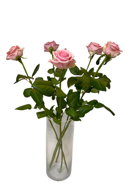 Pink roses