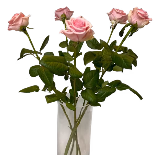 Rosa rosor