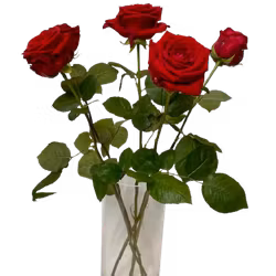 Red roses