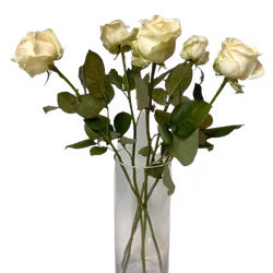 White roses