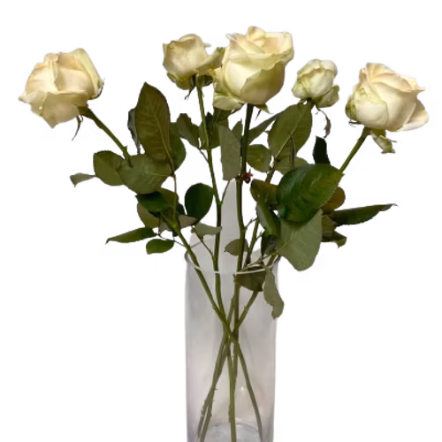 White roses