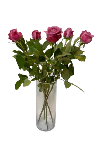 Purple roses
