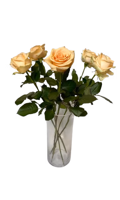 Orangea rosor