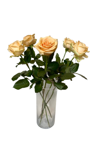 Orangea rosor