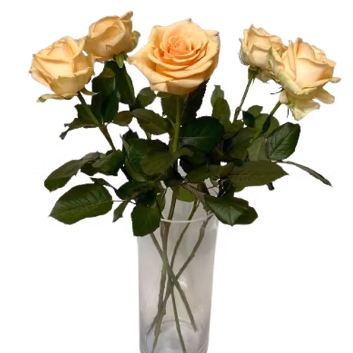 Orange roses