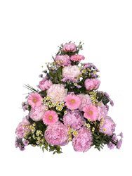 Peony dream
