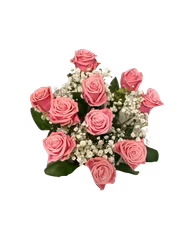 Rosa romans