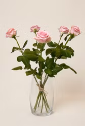 Rosa rosor
