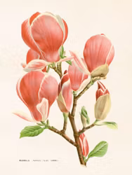 Magnolia rosa