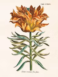 Lilium Cruentum