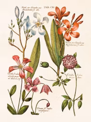 Nerium och Clematis
