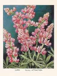 Rosa Lupiner