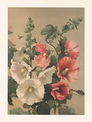 Stockrosor